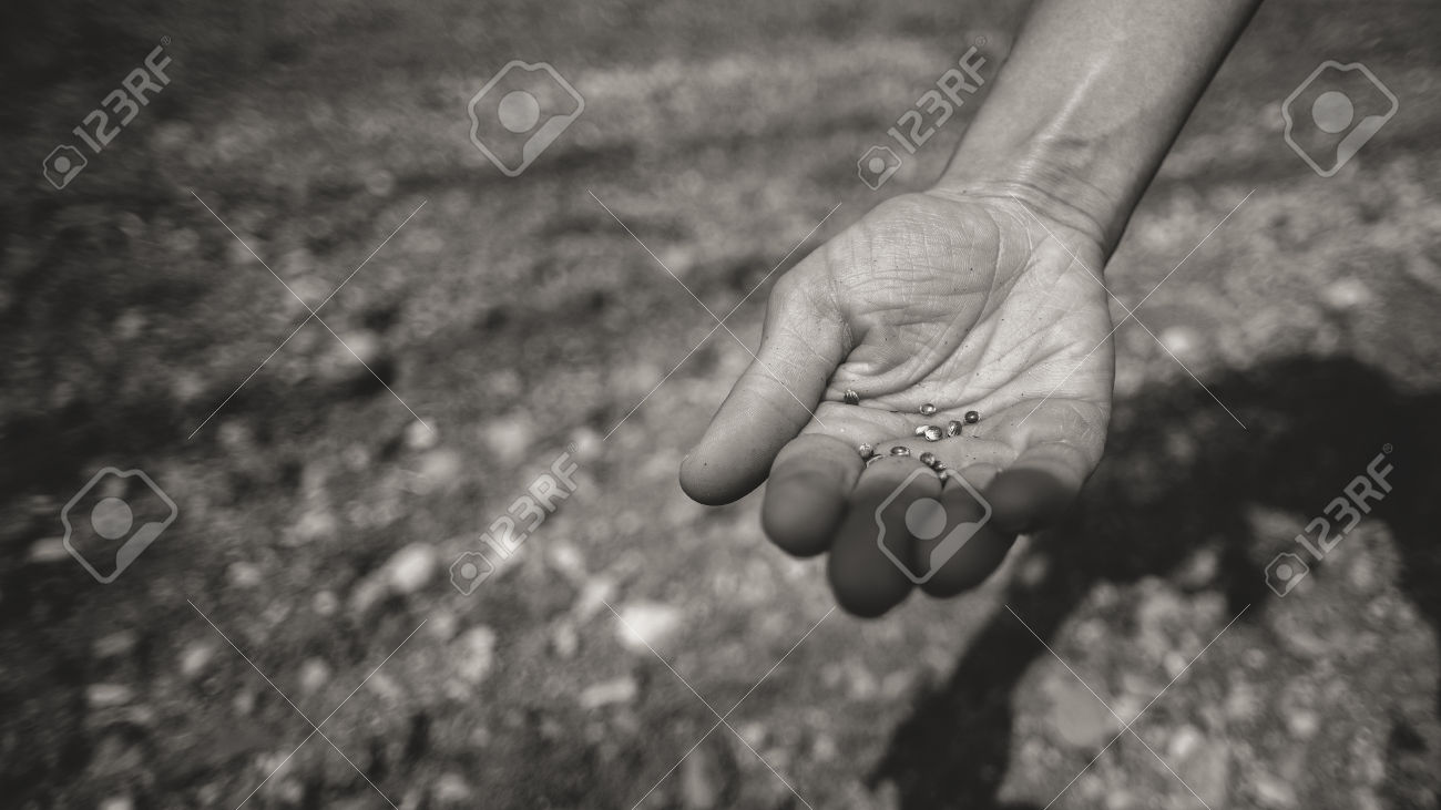 Farmer sowing seeds in the fields hand close up, soil on background