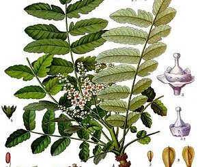 Boswellia sacra Kohler–s Medizinal Pflanzen 022