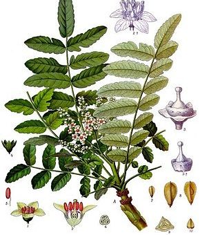 Boswellia sacra Kohler–s Medizinal Pflanzen 022